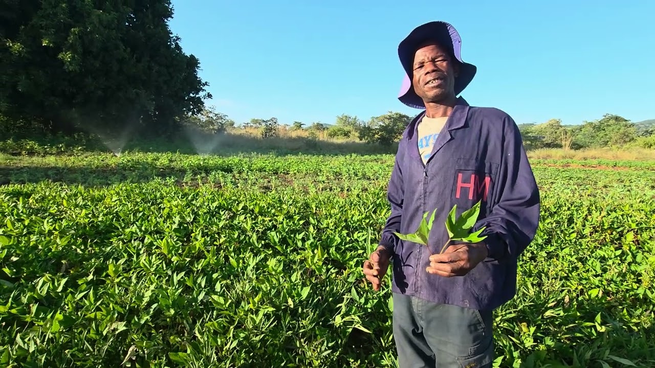 Sweet Potato production in rural Zimbabwe