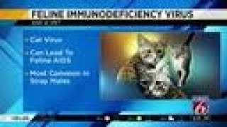 Ask A Vet - - Feline Immunodeficiency Virus