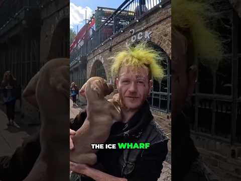 Punk tour guide Camden