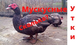 Мускусные утки тяжёлой линии Немецкая линия мускусных уток Индоутки Шипуны Количество Сельская жизнь