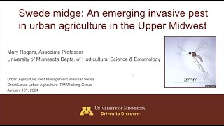 Swede Midge in the North Central Region