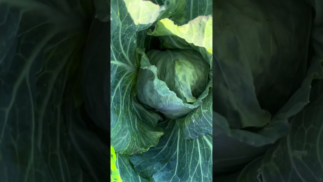 3/6/26 Community Garden Update & Walkthrough #california #losangeles #gardening #communitygarden 