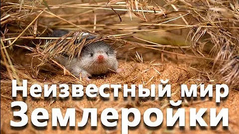 Неизвестный мир Землеройки