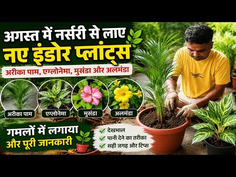 नर्सरी से लाए नए Indoor Plants 🌿| Areca Palm & Aglaonema की पूरी जानकारी#anupammishra6289 #Gardening