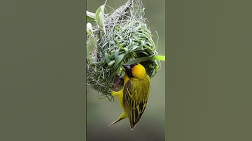 Impressive weaving | Natural architecture