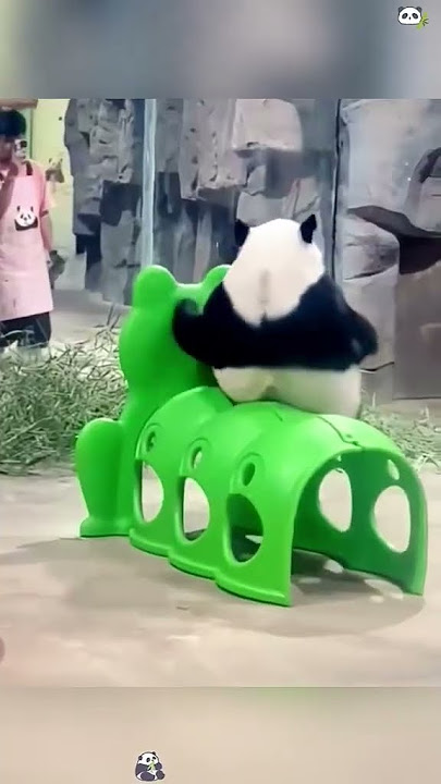 Panda love