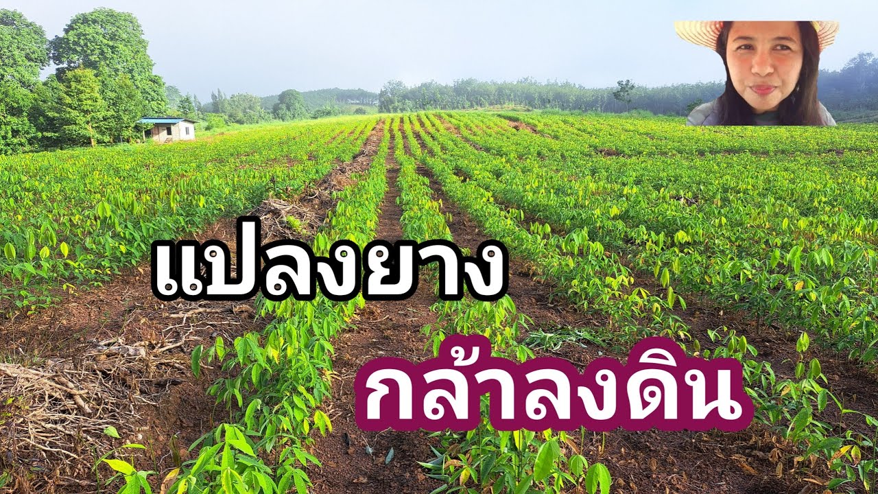 #แปลงยางกล้าลงดิน#ยางพาราระยอง#เกษตรบ้านสวน #เจ้ชงชอบเล่าชอบไล้16ต.ค68