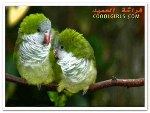 سلم الوصول لعلم الأصول اناشيد