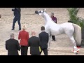 N.119 HARIRY AL SHAQAB - Paris 2015 - 4+ year old Stallion (Class CM6 A)