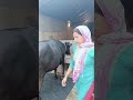 कहते हैं शुरू तो मजबूरी में किए थे #dairyfarming #baffalo #cow #farming