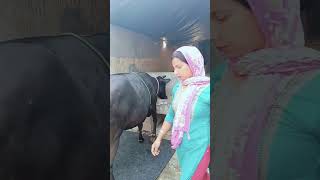 कहते हैं शुरू तो मजबूरी में किए थे #dairyfarming #baffalo #cow #farming