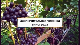 Чеканка винограда заключительная