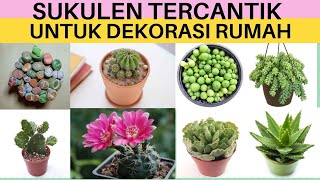 15 Jenis Sukulen Tercantik Sebagai Dekorasi Ruangan, Sukulen Unik, Tanaman Viral Tahun 2022