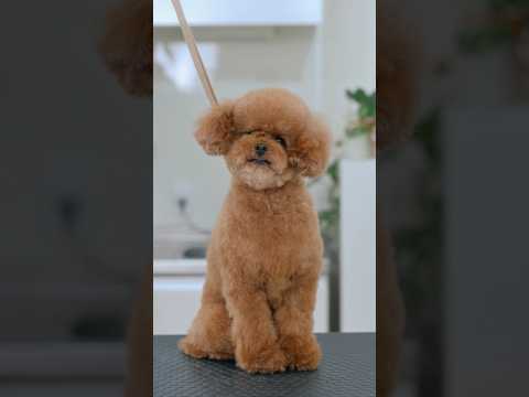 Toy poodle ASMR / トイプードルのASMR #shorts