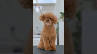 Toy poodle ASMR / トイプードルのASMR #shorts