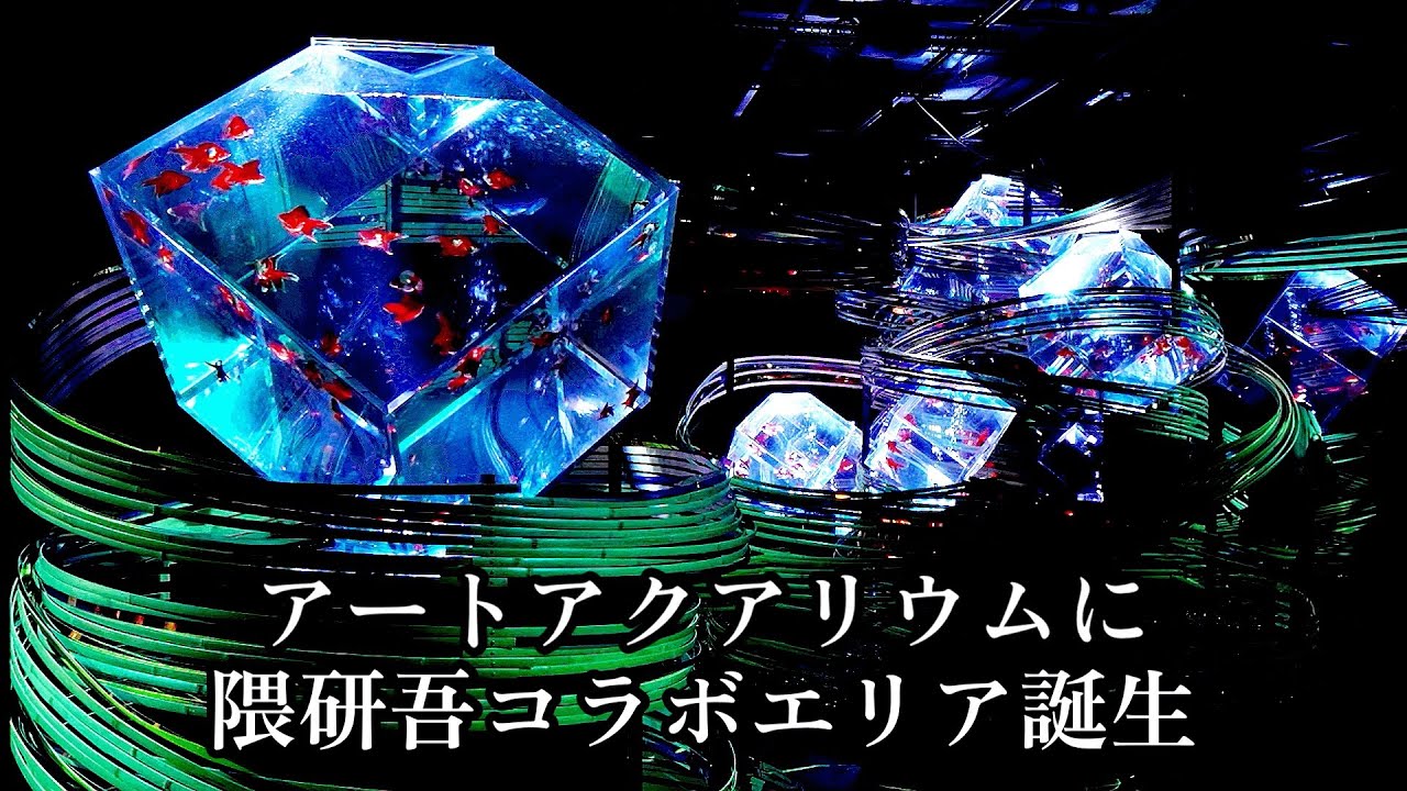隈研吾×アートアクアリウム美術館 Goldfish art is born in