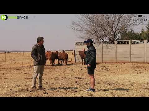 Nuwe genetika van die Droughtmasters op die Hotspot veiling. Kom luister saam!