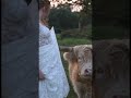 This cow wanted to try the dress on