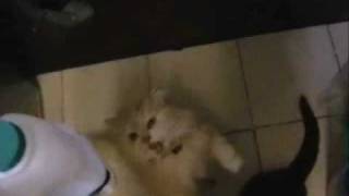 GD - Peach Meow Rap