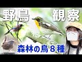 新緑の森で出会った野鳥８種【野鳥撮影vlog】