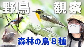 新緑の森で出会った野鳥８種【野鳥撮影vlog】