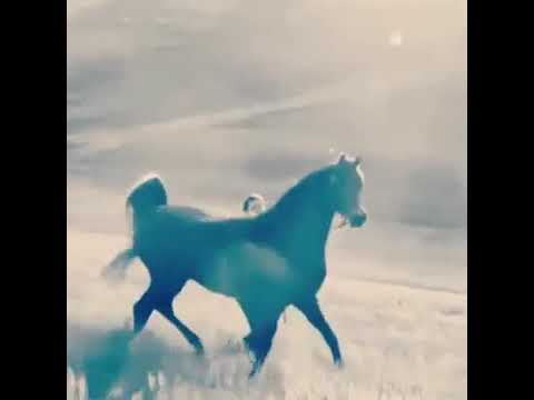 فا متى تسرجي ياخيول متى