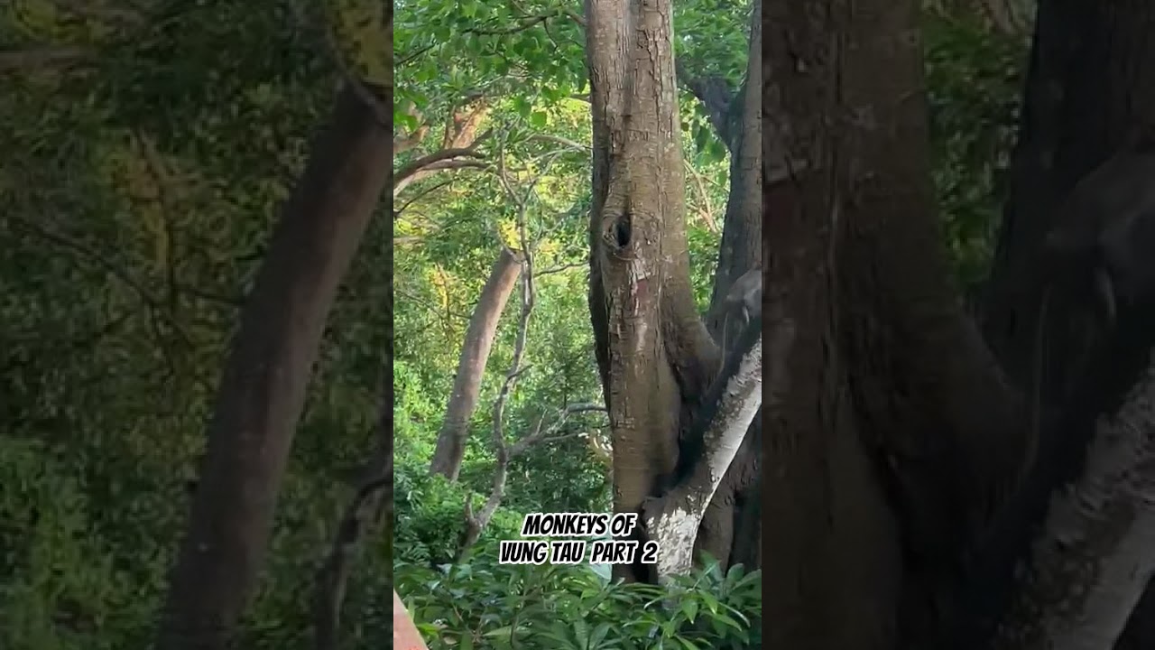 🇻🇳  Monkeys of  Vung Tao, Vietnam Pt 2 🇻🇳