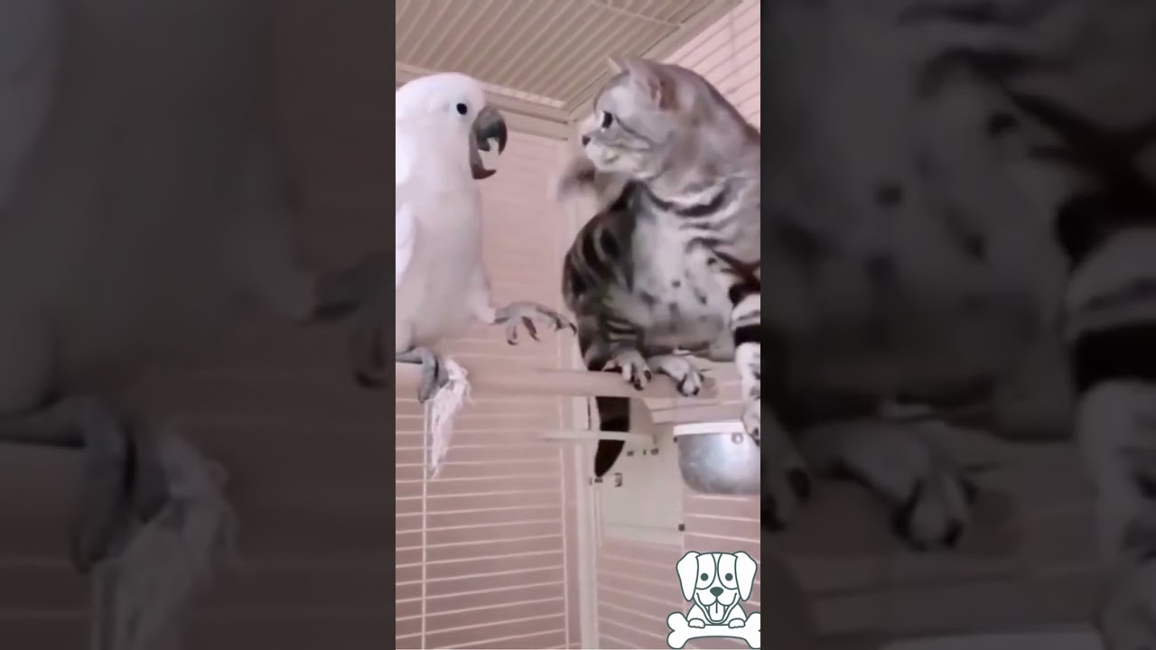 cat and bird fight 