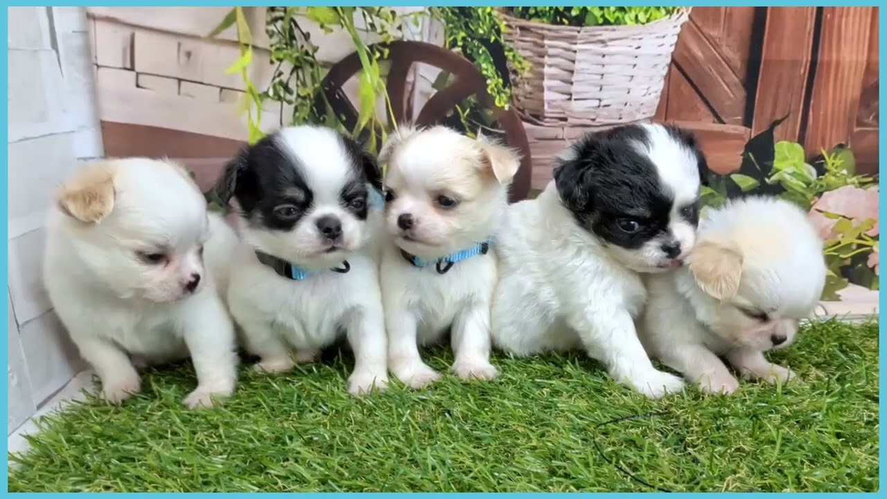 チワワ 740926 チワワ（ロングコート） - YouTube