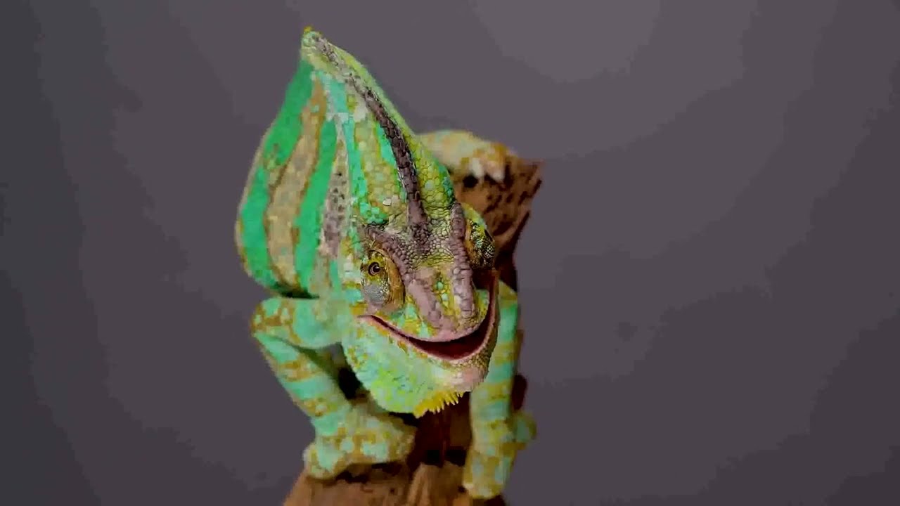 Coleção Animais Terrestre