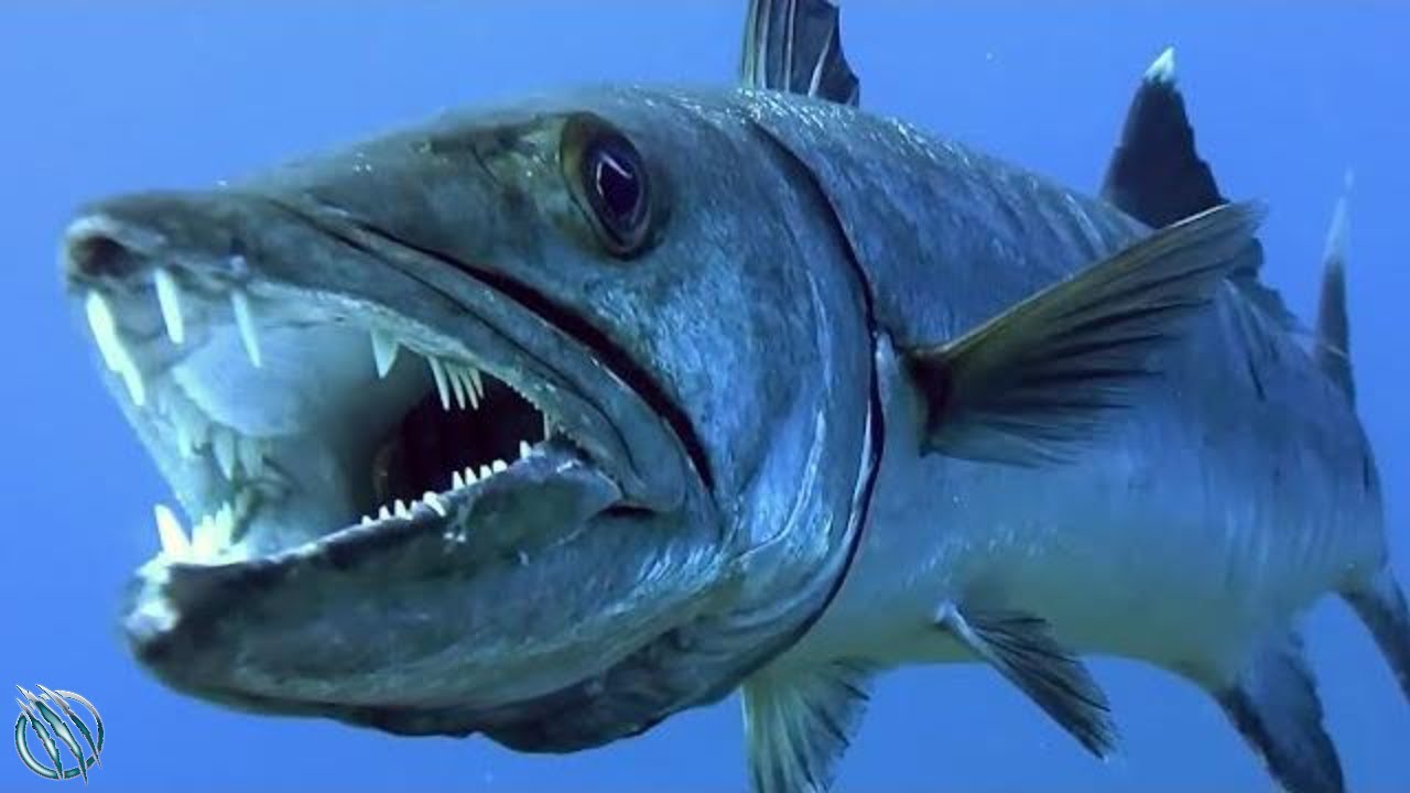 BARRACUDA  A Bloodthirsty Angry Marine Butcher That Can Kill a Human