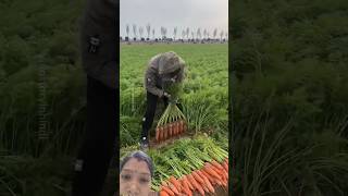 #gajar# farming #agriculture #trending# Technology# amazing fact #ytshorts #video