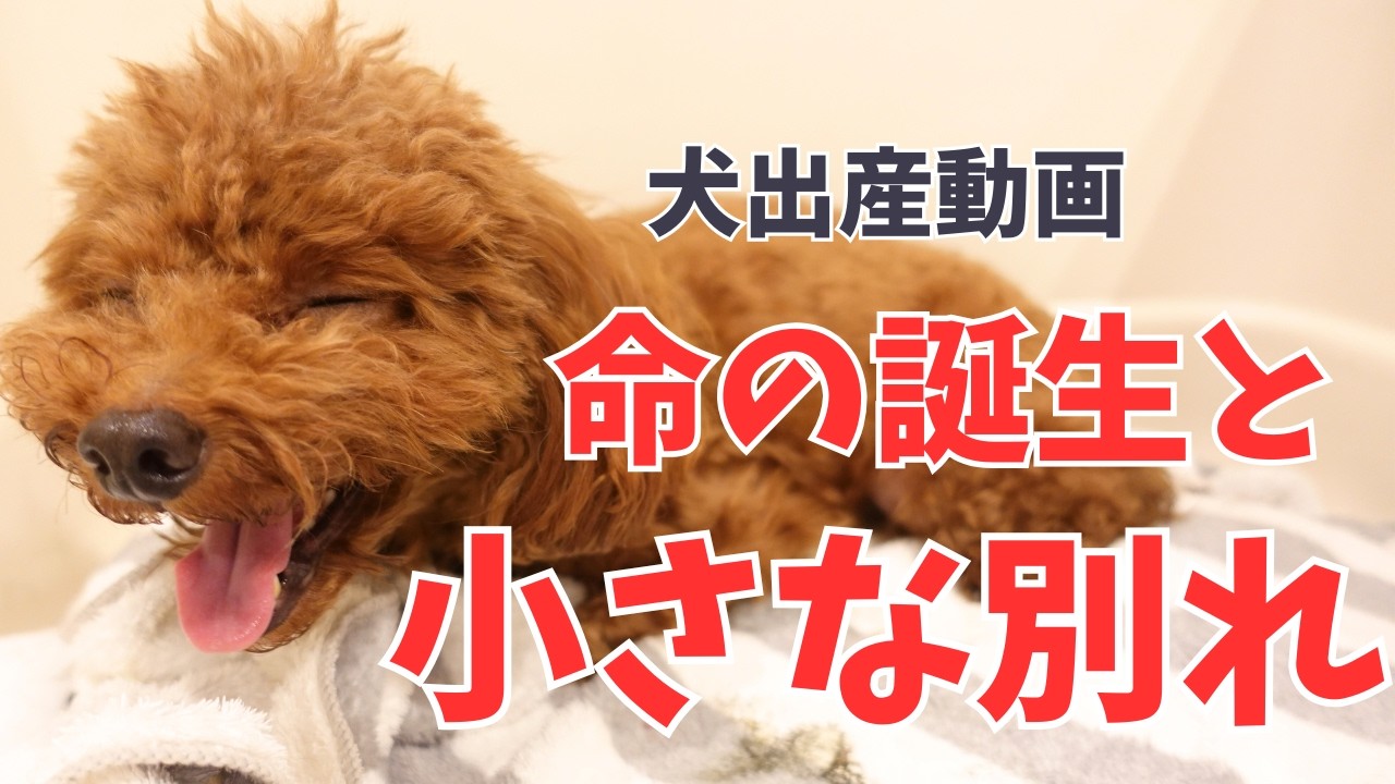 たまにオリジナルトイプードル産みます。 maxresdefault.jpg