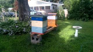my mini bee yard