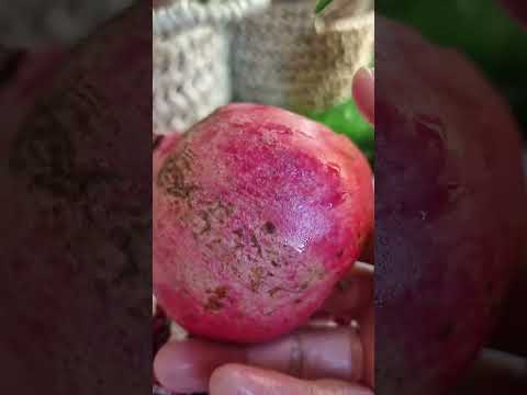 فوائد الرمان سر الجمال الطبيعي اكتشفي قوة مضاد ات الأكسدة فوائد الرمان 