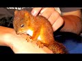 Eichhörnchen Baby fängt an zu weinen, als der Tierarzt das Geheimnis lüftet!
