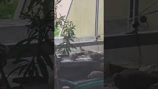 Borghesia Della Natura