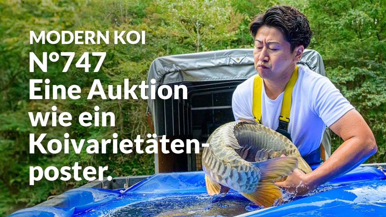 Alle Koi aus Auktion No. 747 im Detail erklärt | Konishi Koi News