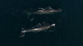 Sperm whales off Newport Beach 11/21/22