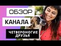 Четвероногие Друзья - Обзор канала