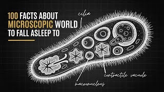 The Most Calming Facts About The Microscopic World to Fall Asleep To screenshot 5