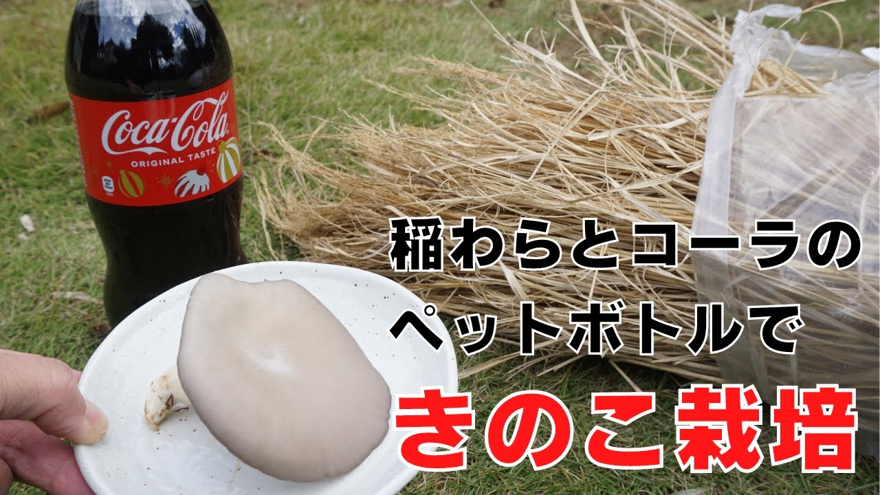 稲わらとコーラのペットボトルできのこ栽培してみた【ヒラタケ、サンゴハリタケ】