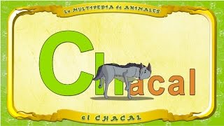 La Multipedia De Animales. Letra Ch - El Chacal