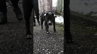 Pitbull American Staff Mix 4 Months Old