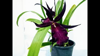 Miltassia 'Bratonia' Royal Robe