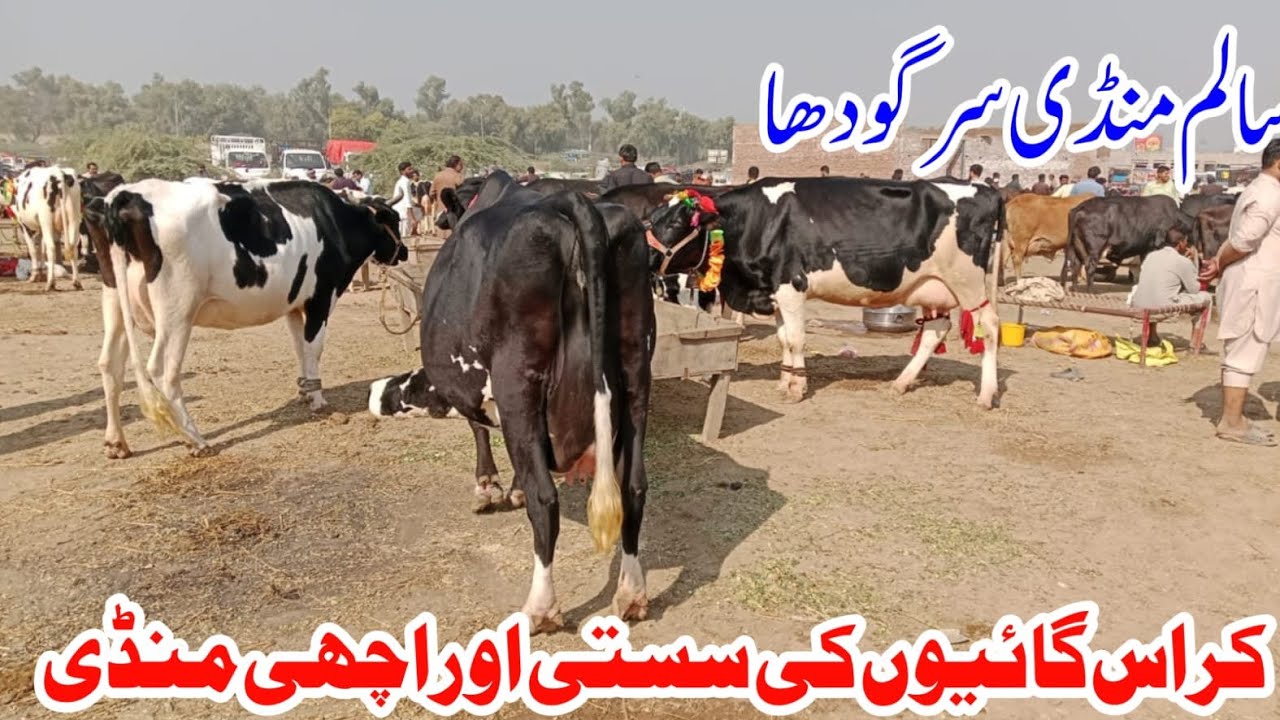 Salam Mandi Bhalwal Pure Jarsey Australian Fresian cross breed cows !Ali Best