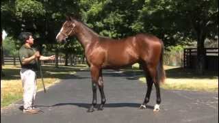 Before They Were Stars: Saratoga Sale grad CONSTITUTION as a yearling!