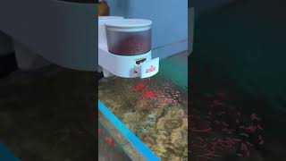 Fish Aquarium Feeder #fishkeepinghobby #fishkeepinghobby #aquarium #aquascape #aquascapelowtech