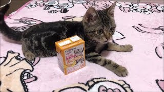 夏バテ防止！ミルクでしっかり水分補給する子猫