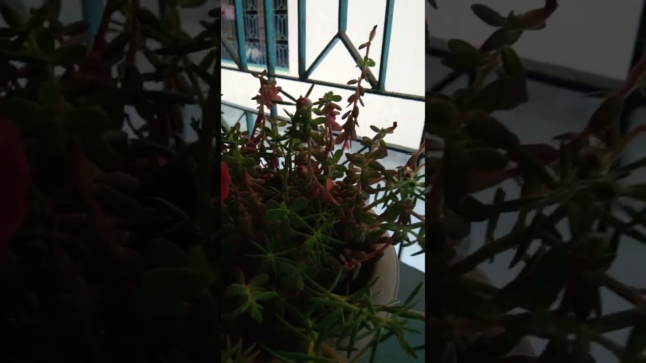 beauty of flowers/no filter/no editing 